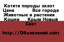 Котята породы экзот › Цена ­ 7 000 - Все города Животные и растения » Кошки   . Крым,Новый Свет